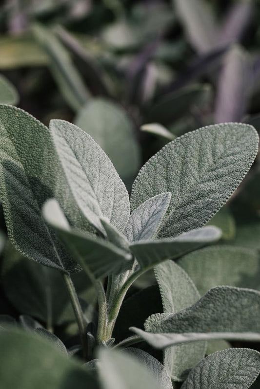 p.011, Le restaurant