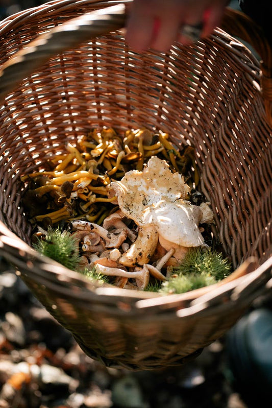 p.121, La cueillette des champignons