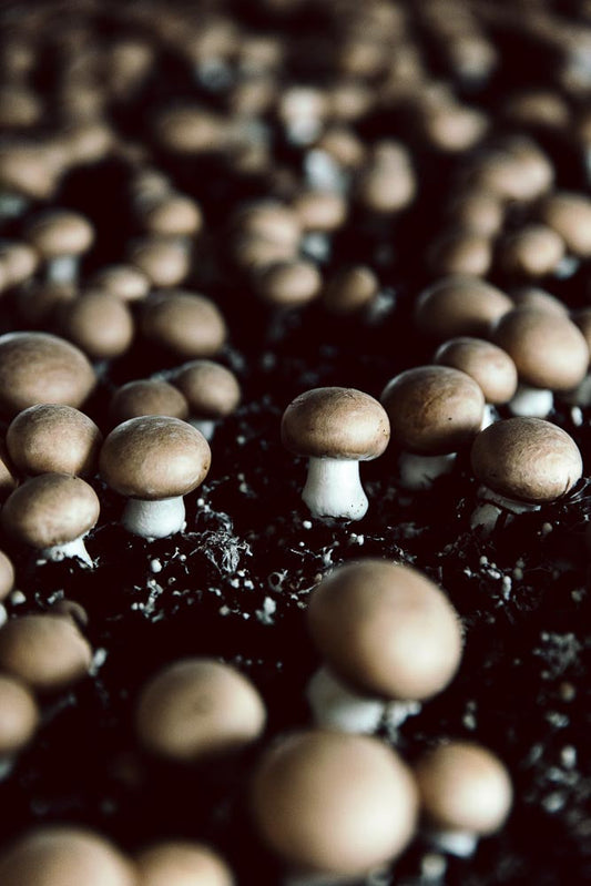 p.141, La culture du champignon