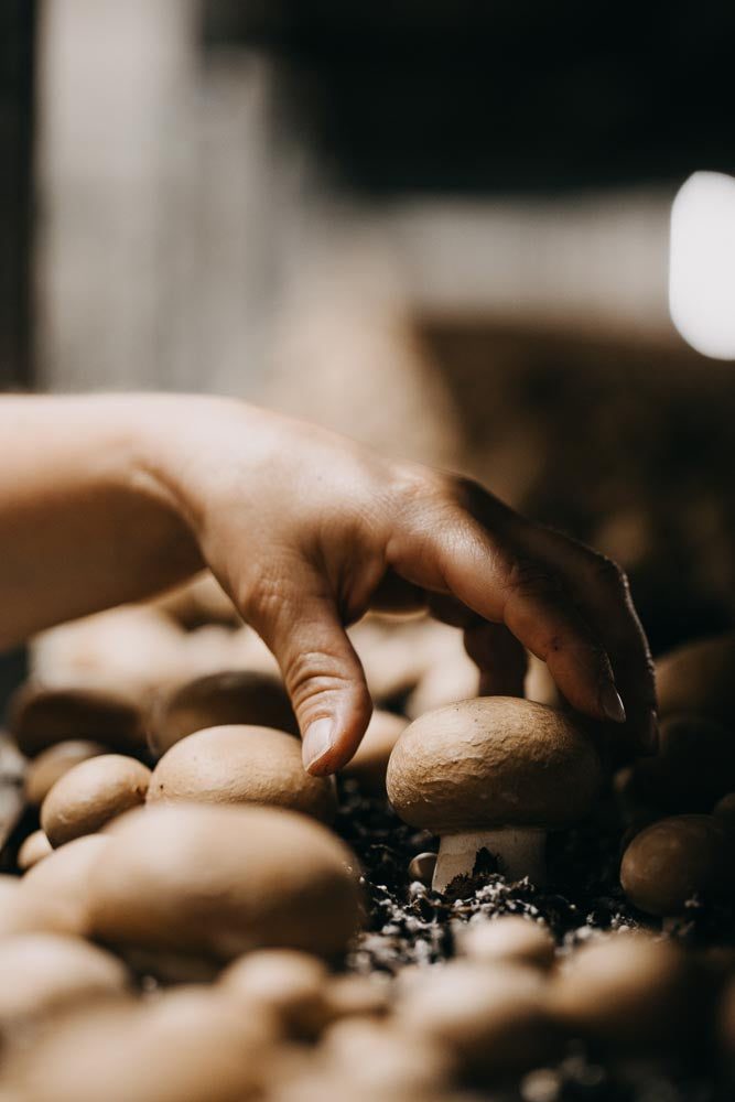 p.142, La culture du champignon