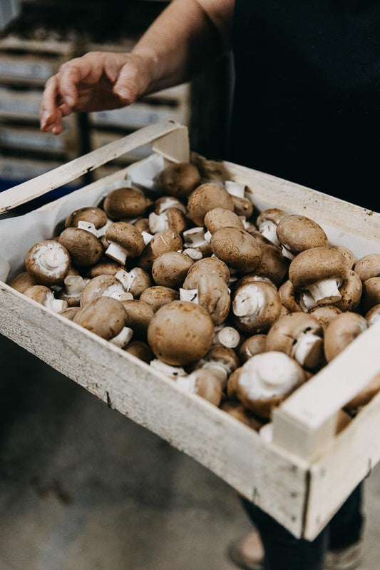 p.0143B, La culture du champignon