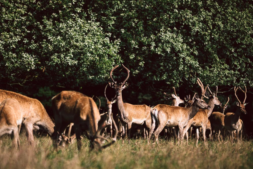 p.180, L'élevage de cerfs