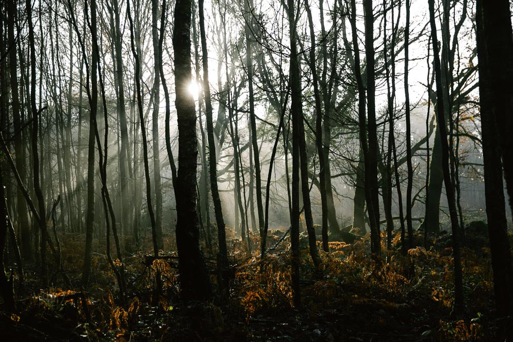 p.188, La forêt de Brocéliande en hiver