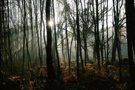 p.188, La forêt de Brocéliande en hiver