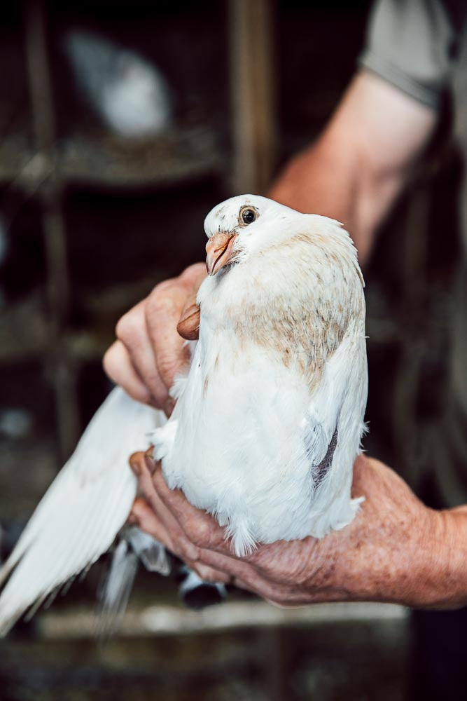 p.079, L'élevage de pigeons