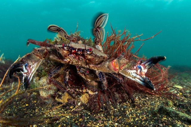 p.010, Couple d’étrilles, Necora puber sur la défensive. Les yeux rouges et les pattes postérieures aplaties, décorées de lignes bleues, sont typiques de l’espèce. Baie de Saint-Brieuc – Côtes-d’Armor.
