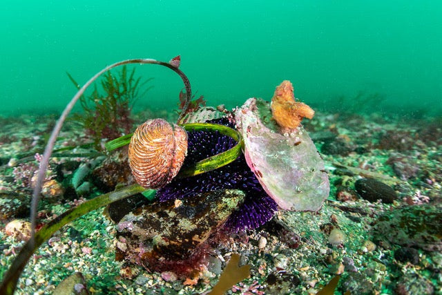 p.011, Oursin émoussé, Sphaerechinus granularis, recouvert de coquilles de mollusques et d’objets divers. Baie de Quiberon – Morbihan.