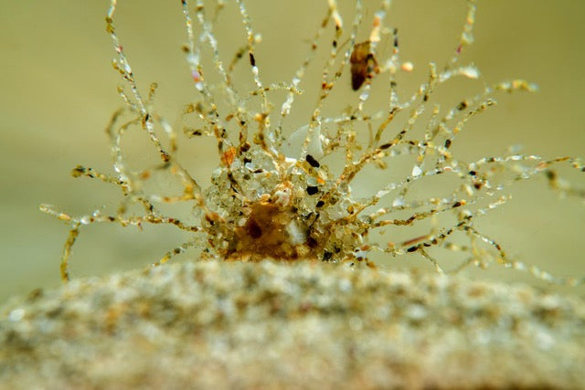 p.013, Ver tubicole Lanice, Lanice conchilega. Ce ver construit son tube avec des grains de sable et du mucus. La partie ramifiée sert à retenir la nourriture particulaire qui sera ensuite récupérée par les tentacules. Mer d’Iroise – Finistère.