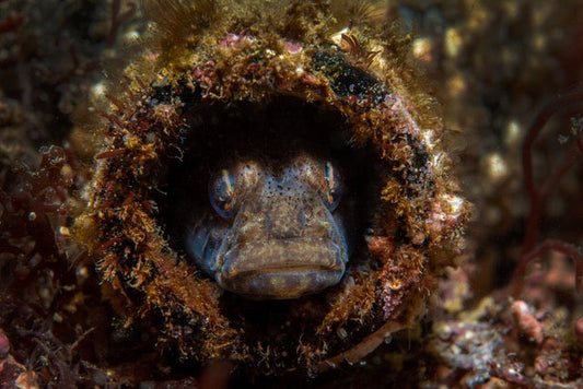 p.017, Gobi noir, Gobius niger, ayant élu domicile dans une bouteille en verre. Rade de Brest – Finistère.