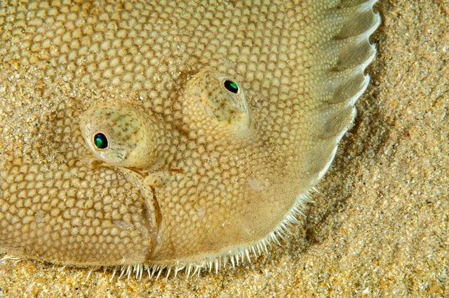 p.018, Le regard de la sole, Solea solea, poisson très apprécié et subissant donc une pêche intensive. Belle-Île-en-Mer – Morbihan.