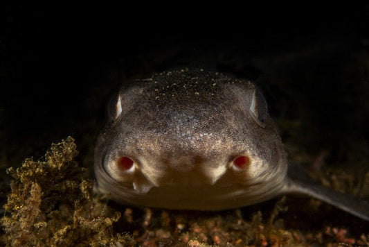 p.020, Portrait d’une petite roussette, Scyliorhinus canicula. Ce petit squale est un chasseur nocturne et donc « dort » le jour, facilitant son approche. Baie de Concarneau – Finistère.