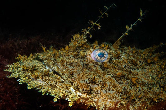 p.021, Lotte ou baudroie, Lophius piscatorius à l’affût. Baie de Douarnenez – Finistère.