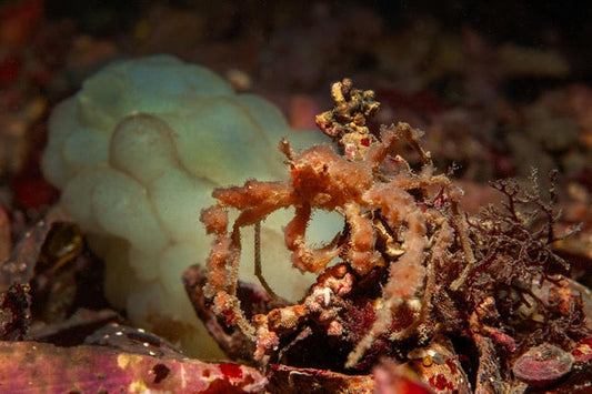 p.022, Araignée des anémones, Inachus phalangium. Crabe vivant très souvent en symbiose avec l’anémone verte, Anemonia viridis. Cap Fréhel – Côtes-d’Armor.