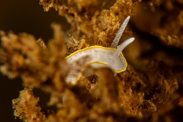 p.024, Limace, doris blanc à couronne d’or, Diaphorodoris alba. Rade de Brest – Finistère.