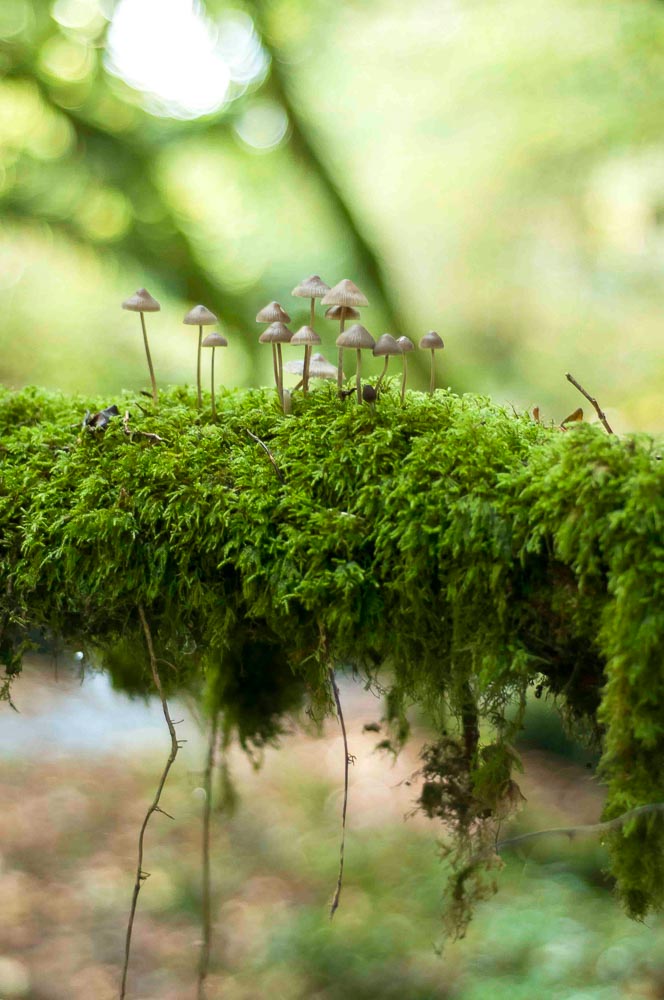 p.025, Mousse et champignon cohabitent les sous-bois.