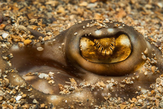 p.026, Œil de raie bouclée, Raja clavata, à l’affût dans le sable. Baie de Morlaix – Finistère.