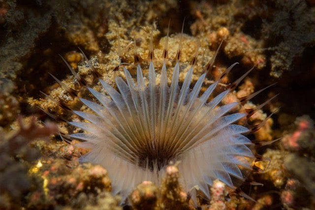 p.028, Sabelle de vase, myxicole, Myxicola infundibulum. Ce ver marin a souvent un comportement grégaire, on peut ainsi rencontrer de véritables assemblages de cette espèce. Rade de Brest – Finistère.