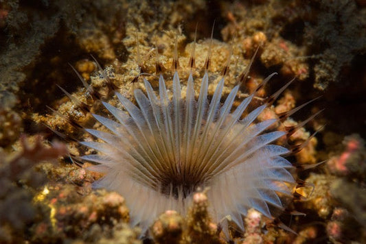 p.028, Sabelle de vase, myxicole, Myxicola infundibulum. Ce ver marin a souvent un comportement grégaire, on peut ainsi rencontrer de véritables assemblages de cette espèce. Rade de Brest – Finistère.