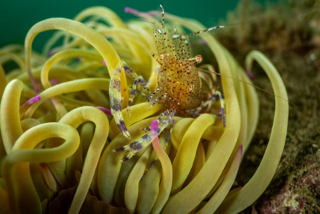p.029, Crevette d’anémone, Periclimines sagittifer. Elle vie en symbiose, parmi les tentacules de l’anémone verte, Anemonia viridis. Saint-Malo – Ille-et-Vilaine.