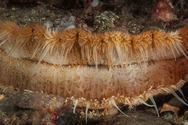p.031, Gros plan d’une coquille Saint- Jacques, Pecten maximus. On peut apercevoir ici ses yeux cachés parmi ses tentacules. Baie de Saint-Brieuc – Côtes-d’Armor.Baie de Saint-Brieuc – Côtes-d’Armor.