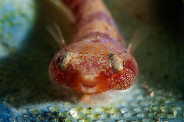 p.032, Porte-écuelle de Candolle, Lepadogaster candolii. Petit poisson gardant ses œufs au creux d’une valve de coquille de moule. Rade de Brest – Finistère.