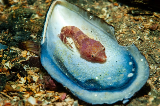 p.033, Porte-écuelle de Candolle, Lepadogaster candolii. Petit poisson gardant ses œufs au creux d’une valve de coquille de moule. Rade de Brest – Finistère.