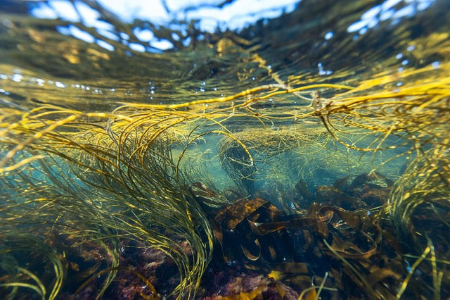 p.036, Paysage d’algues constitué d’himanthalle, Himanthalia elongata, et de laminaires, Laminaria digitata. Mer d’Iroise – Finistère.