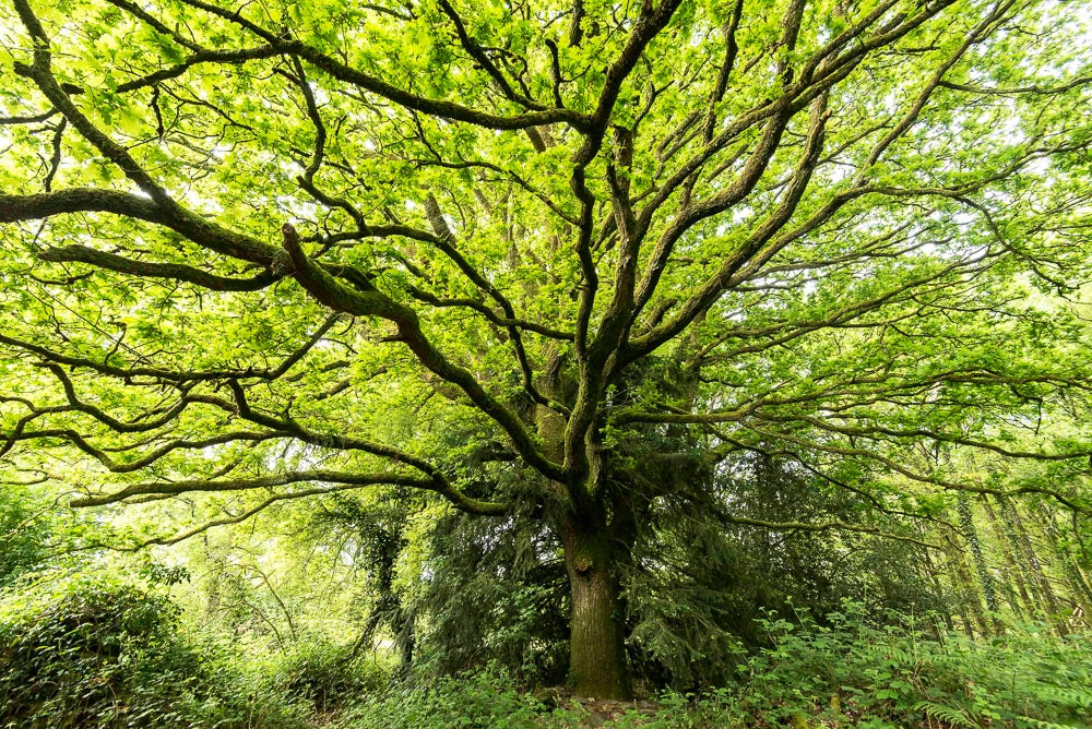 p.038, Un chène majestueux de la forêt de Quénécan, Côtes d'Armor.