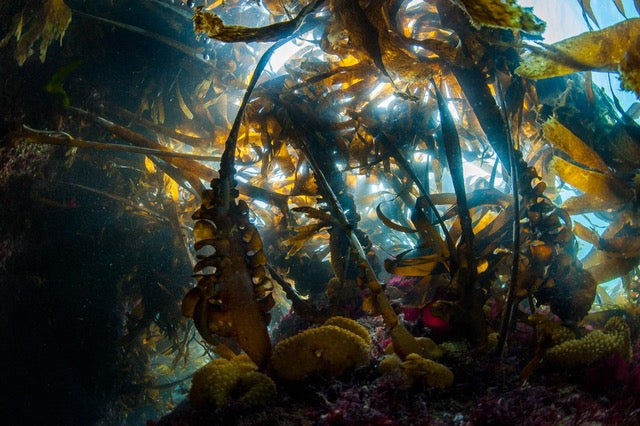 p.038, Laminaires à bulbe, Saccorhiza polyschides. Espèce annuelle qui peut atteindre les 10 m de long. Belle-Île-en-Mer – Morbihan.