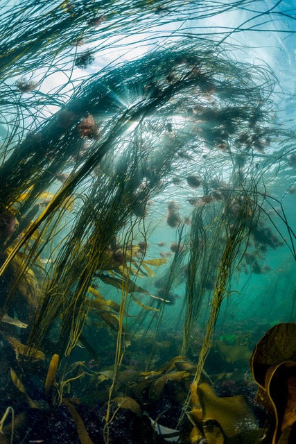 p.039, Fronde d’himanthales, Himanthalia elongata, aussi appelées « haricot de mer » car cette algue est comestible. Mer d’Iroise – Finistère.