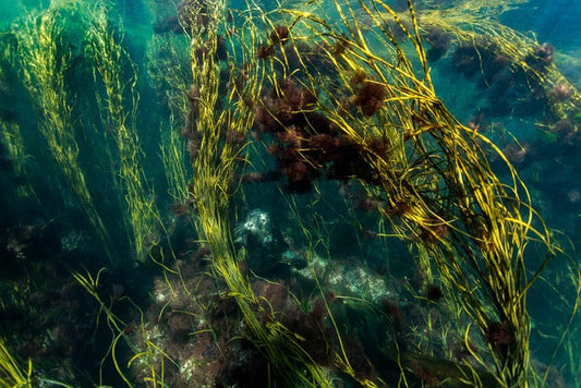 p.040, Phoque gris, Halichoerus grypus, évoluant dans un champ d’algues constitué d’himanthales, Himanthalia elongata. Archipel de Molène – Finistère.