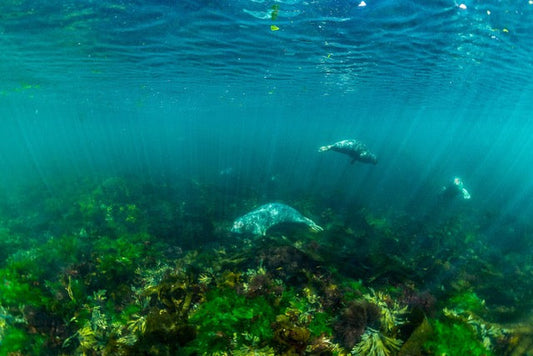 p.041, Phoques gris, Halichoerus grypus. Archipel des Sept-Îles – Côtes-d’Armor.