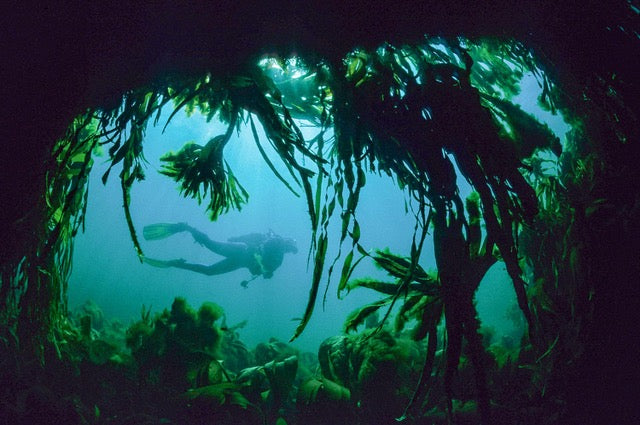 p.043, Voûte de laminaires, Saccorhiza polyschides. Côte sauvage de Belle-Île-en-Mer – Morbihan.