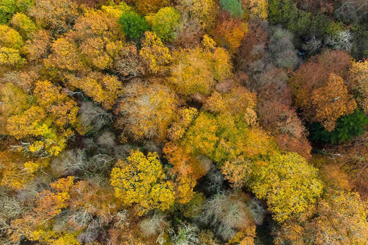 p.044, Les cîmes de la forêt de Quénécan en automne.