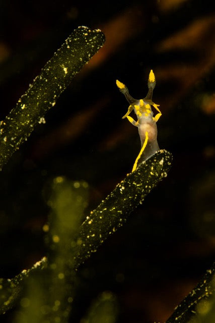 p.044, Nudibranche polycéra, Polycera spp, explorant un rameau d’algue verte, Codium tomentosum. Île de Groix – Morbihan.
