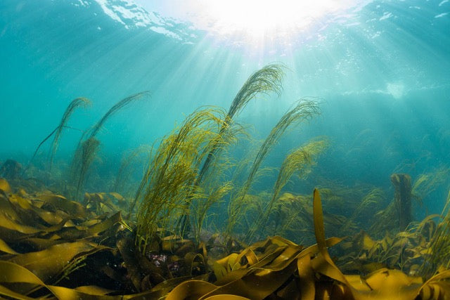 p.048, Panorama d’algues, himanthales et laminaires. Archipel de Molène – Finistère.