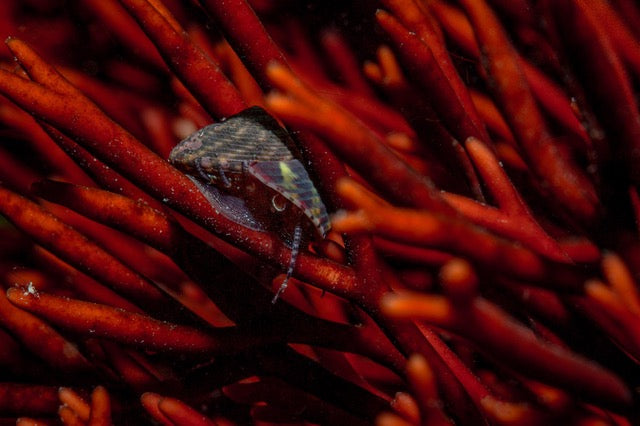p.050, Gastéropode troque jujube, Calliostoma zizyphinum, sur algue rouge, Polyides rotunda. Belle-Île-en-Mer – Morbihan.