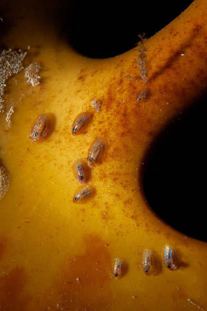 p.051, Helcion, Patella pellucida, petit gastéropode ne dépassant pas les 2 cm, vivant exclusivement sur les frondes de laminaires. Aber Wrac’h – Finistère.