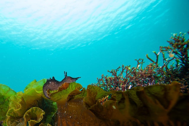 p.052, Lièvre de mer moucheté, Aplysia punctata, gastéropode herbivore, il doit son nom à ses tentacules qui évoquent des oreilles de lièvre. Koréjou – Finistère.