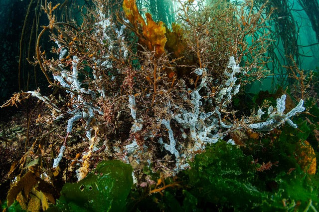 p.053, Algues brunes colonisées par des éponges. Aber Ildut – Finistère.