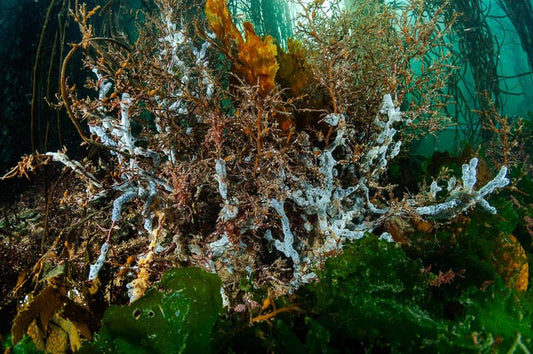 p.053, Algues brunes colonisées par des éponges. Aber Ildut – Finistère.