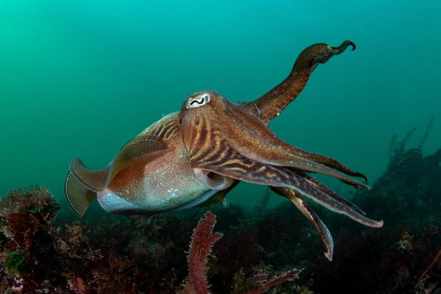 p.054, Seiche en chasse, Sepia officinalis. Elle a la capacité de se fondre dans son environnement pour augmenter ses chances de prédation. Rade de Brest – Finistère.