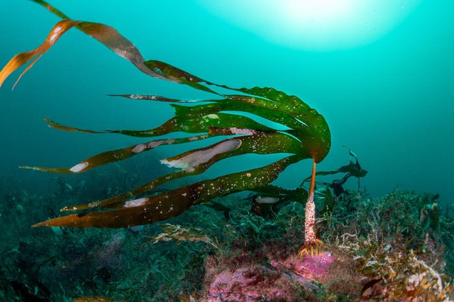 p.055, Laminaire, Laminaria hyperborea. Cette algue brune peut se développer jusqu’à 3 mètres. Mer d’Iroise – Finistère.