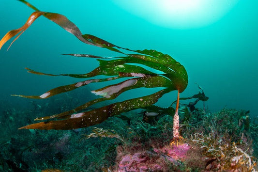 p.055, Laminaire, Laminaria hyperborea. Cette algue brune peut se développer jusqu’à 3 mètres. Mer d’Iroise – Finistère.