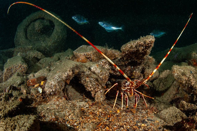 p.064, Langouste, Palinurus elephas ayant élu domicile dans l’épave du cargo à vapeur le Persévérant coulé en décembre 1879. Mer d’Iroise – Finistère.