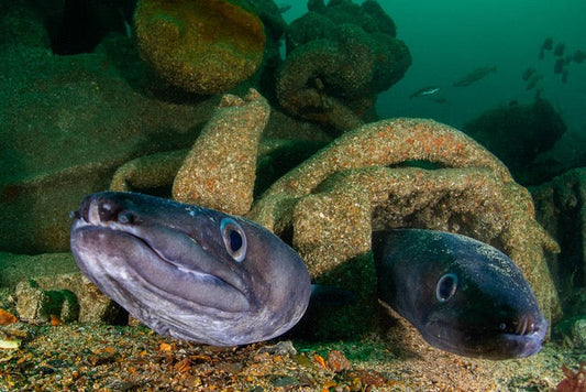 p.072, Congres, Conger conger, nouveaux propriétaires de l’épave du Persévérant coulé en décembre 1879. Mer d’Iroise – Finistère.