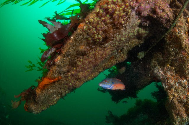 p.073, Totalement colonisées par des invertébrés, les épaves sont aussi le refuge de nombreux poissons. Labre coquette, Labrus mixtus mâle. Mer d’Iroise – Finistère.