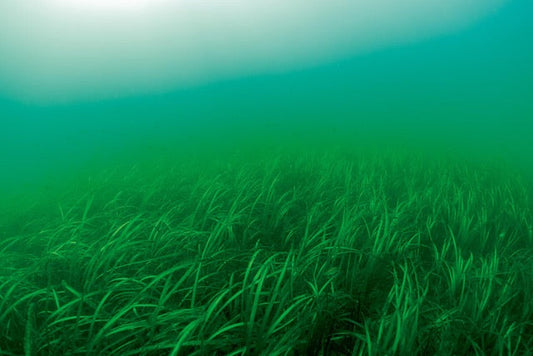 p.079, Lorsque cette plante à fleur est dense, les zostères, Zostera marina, forment de véritables prairies. Rade de Brest.