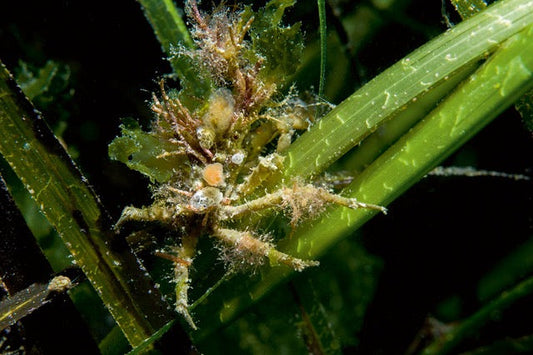 p.082, Petite araignée de mer, Maja crispata, arborant un camouflage efficace dans les zostères. Rade de Brest.