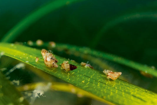 p.083, Petit Risso, Rissoa parvasur une feuille de zostère. Golfe du Morbihan.